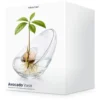 Avocado Vase - Glasvase zum Keimen von Avocadokernen