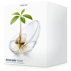 Avocado Vase - Glasvase zum Keimen von Avocadokernen