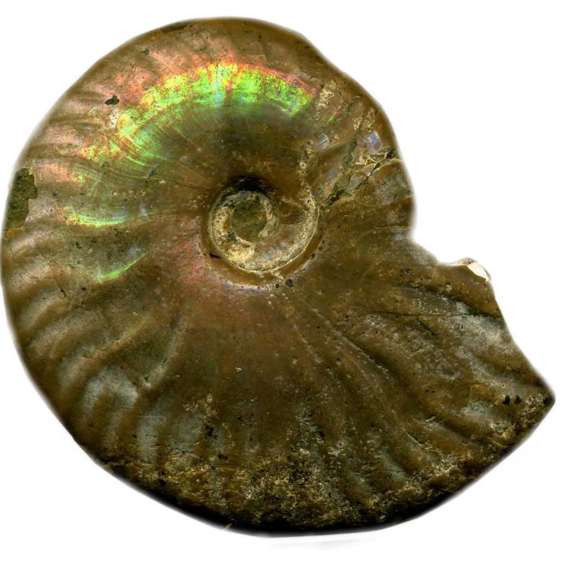 Fossil "Ammonit Cleoniceras"