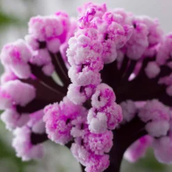 Magic Sakura - Magisch Wachsender Kirschbaum