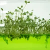 Plantarium Super