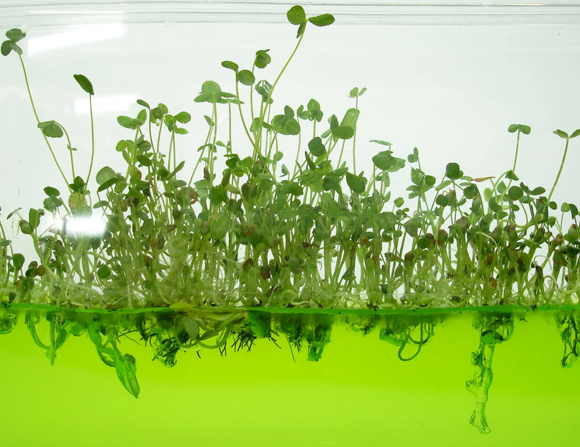 Plantarium Super