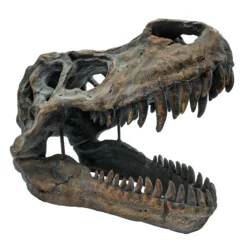 Tyrannosaurus Rex-Schädel