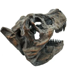 Tyrannosaurus Rex-Schädel