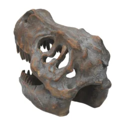 Tyrannosaurus Rex-Schädel