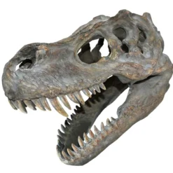 Tyrannosaurus Rex-Schädel